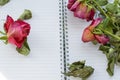 Withered red roses are on the notepad Royalty Free Stock Photo