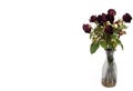 withered red roses vase dirty white background Royalty Free Stock Photo