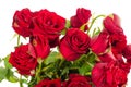 Withered Red Roses on White Background. Royalty Free Stock Photo
