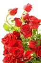 Withered Red Roses on White Background. Royalty Free Stock Photo