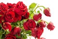 Withered Red Roses on White Background. Royalty Free Stock Photo