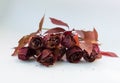 withered red roses on a white background. bouquet of drie Royalty Free Stock Photo