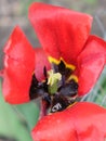 A withered red tulip close-up. Disheveled red flower