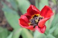 A withered red tulip close-up. Disheveled red flower