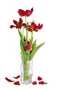 Withered red tulips in glass vase Royalty Free Stock Photo