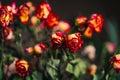 Withered red and yellow roses and petals over black background. Photo of dried buds wilted orange and red roses. Royalty Free Stock Photo