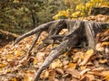 Withered root of a cut tree