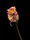 Withered rose