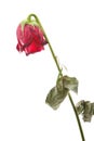 Withered rose Royalty Free Stock Photo