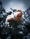 withered rose blossom is covered by snow Royalty Free Stock Photo