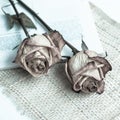 Withered rose Royalty Free Stock Photo