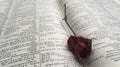 Withered rose in a book Royalty Free Stock Photo
