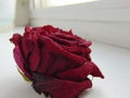 Withered rose. Royalty Free Stock Photo