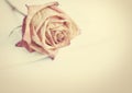 Withered rose Royalty Free Stock Photo