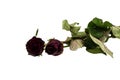 Withered rose isolated over white background Royalty Free Stock Photo