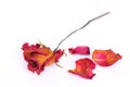 A withered rose and petals over white background Royalty Free Stock Photo