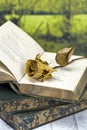 Withered rose on poetry book Royalty Free Stock Photo