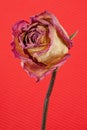 Withered rose on red Royalty Free Stock Photo
