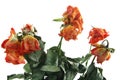 Withered roses Royalty Free Stock Photo