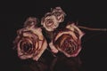 Withered roses on a black mirror Royalty Free Stock Photo