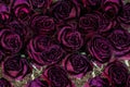 Withered Roses Royalty Free Stock Photo