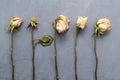 withered roses with fallen petals and dried leaves lie parallel in a row on a ultimate gray background