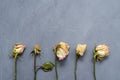 withered roses with fallen petals and dried leaves lie parallel in a row on a ultimate gray background flatlay