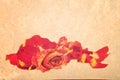 Withered roses and petals over vintage grungy background. Royalty Free Stock Photo