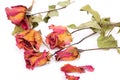 Withered roses and petals over white background Royalty Free Stock Photo