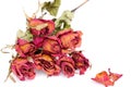 Withered roses and petals over white background Royalty Free Stock Photo