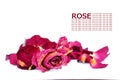 Withered roses and petals over white background with sample tex