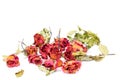 Withered roses and petals scattered on white background