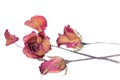 Withered roses and petals scattered on white background Royalty Free Stock Photo