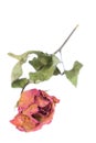 Withered roses and petals scattered on white background