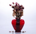 Withered roses in a vase sembolizing end of love Royalty Free Stock Photo