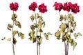 Dried roses Royalty Free Stock Photo