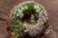 Withered rotten cactus flower in a pot Royalty Free Stock Photo
