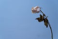 Withered single rose on blue background. dry petals and leaves scattered on the ground. concept of depression and death. copy Royalty Free Stock Photo