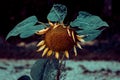 Withered single sunflower in a sunflower field Royalty Free Stock Photo