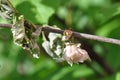 Withered Spring flower Almonds trilobate Royalty Free Stock Photo