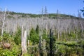 Withered spruce forest after the European spruce bark beetle attack, dry dead tree trunks and stumps with white bark Royalty Free Stock Photo