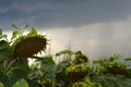 Withered sunflower