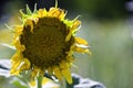 Withered Sunflower Royalty Free Stock Photo