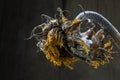 Withered sunflower against dark brown background with copy space