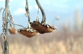 Withered sunflower droop in the field Royalty Free Stock Photo