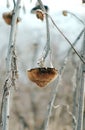 Withered sunflower droop in the field Royalty Free Stock Photo