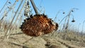 Withered sunflower droop in the field Royalty Free Stock Photo