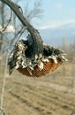 Withered sunflower droop in the field Royalty Free Stock Photo