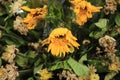 Withered sunflower in flower bouquet Royalty Free Stock Photo