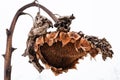 Withered sunflower head in winter